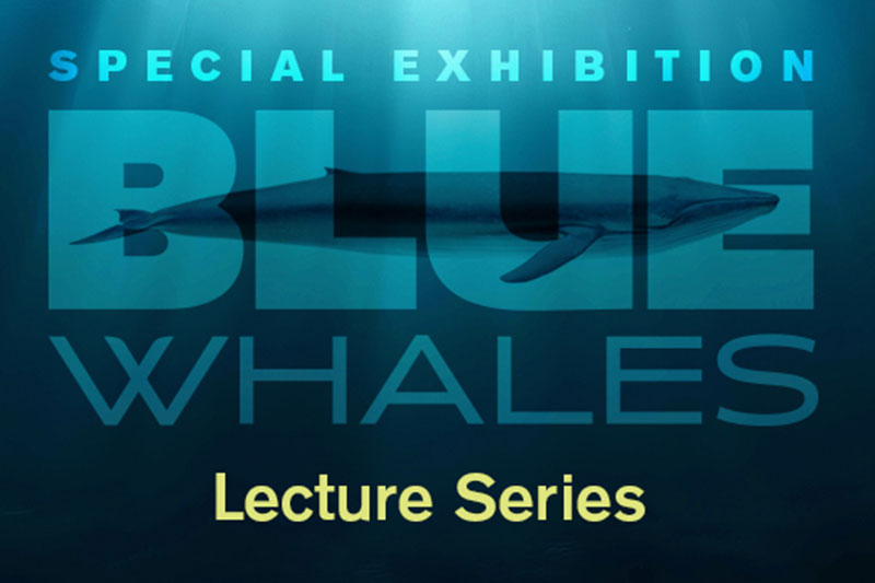 Blue Whales lecture series graphic.