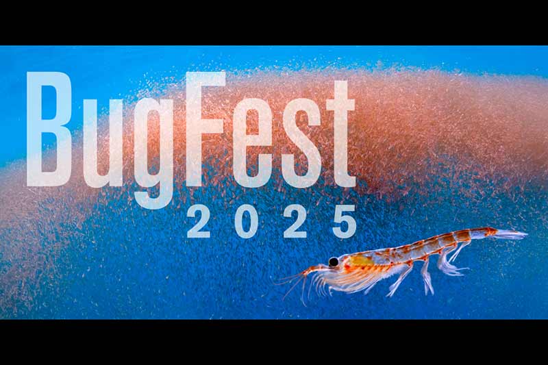 A krill hanging out in the water and as a large mass group with text "Bugfest 2025".