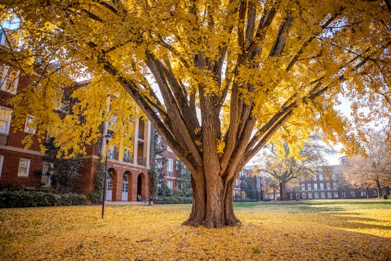 A gingko tree with bright yellow leaves everywhere.