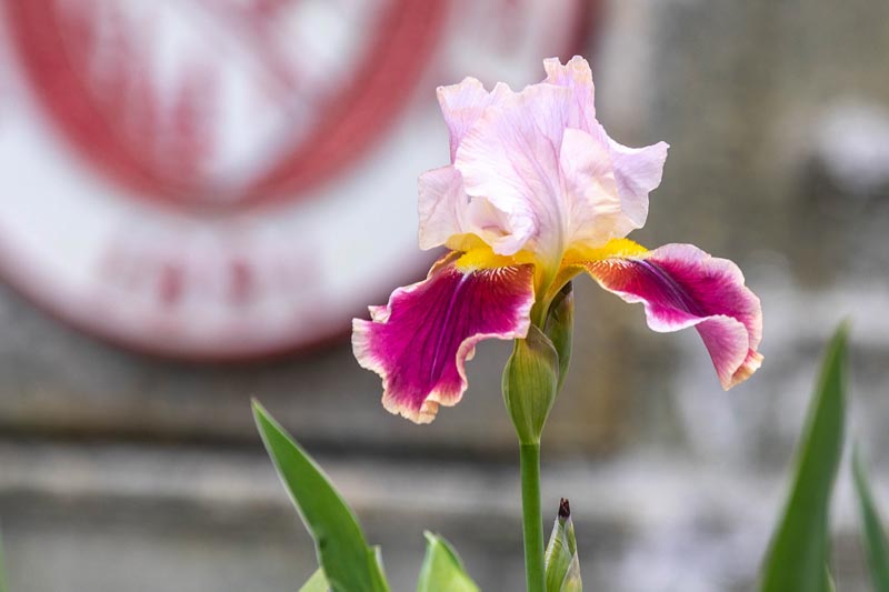 Meredith Iris in bloom.